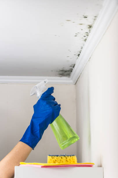 Best Affordable Mold Removal  in , OH